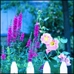 Fence Post Tips and Flowers